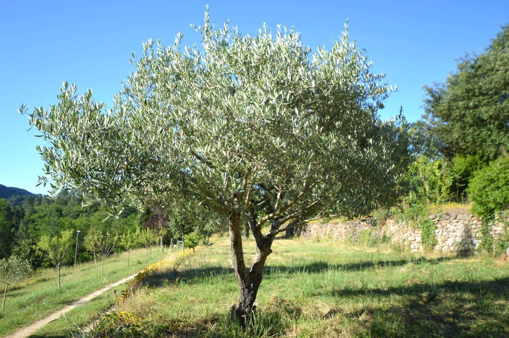 Bed and Breakfast Mas Des Druilles Generargues Exterior foto